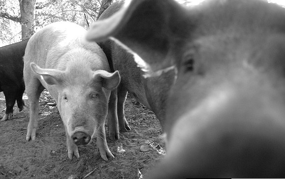 Columbia South Carolina Photographer Sean Rayford