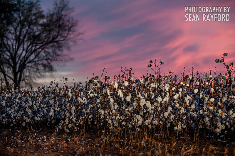 South Carolina Cotton Photos