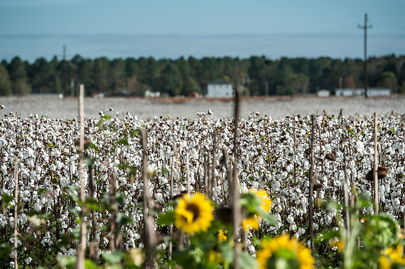 Cotton - South Carolina