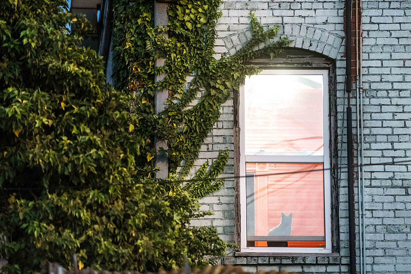 cat cafe columbia sc 194000