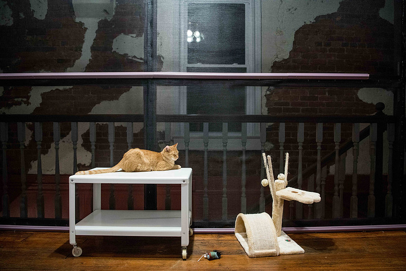 cat cafe west columbia sc 193413