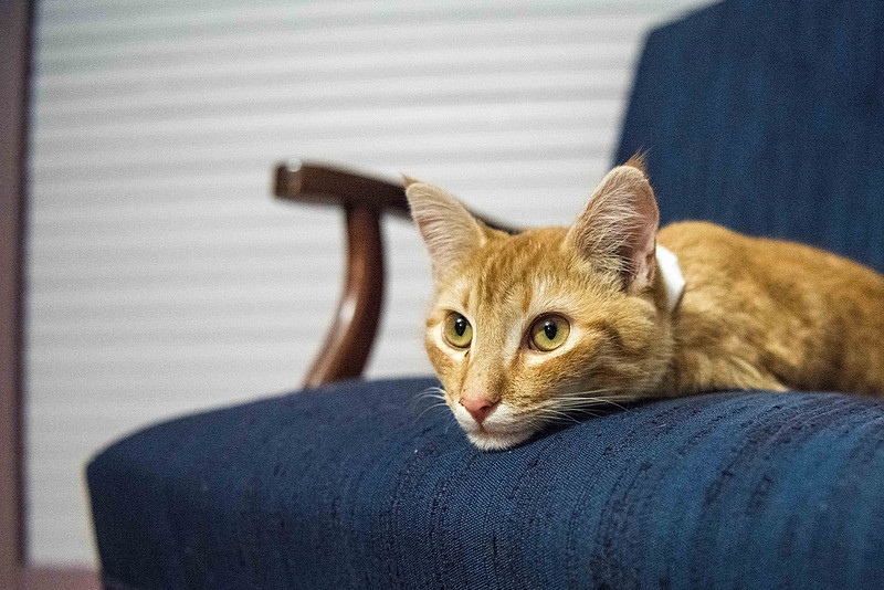 cat cafe columbia sc 194084