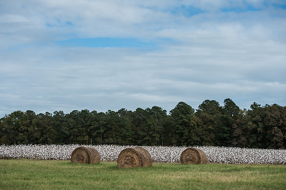 Cotton - South Carolina