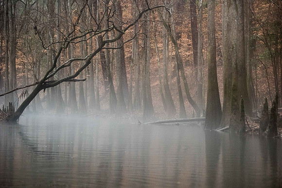 Congaree National Park  007832