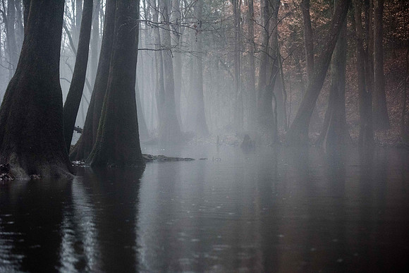 Congaree National Park  007831