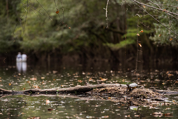 Canoe trail congaree national forest 172421
