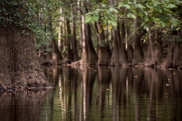 Canoe trail congaree national forest 172425