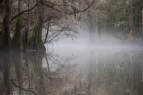 Congaree National Park  007833