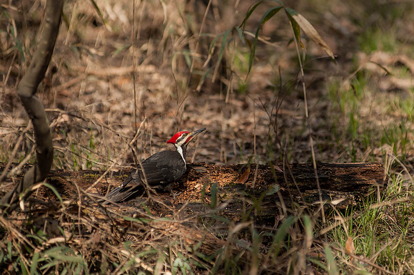 Congaree National Park - Photos