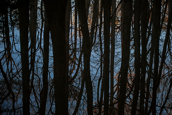 Congaree National Park - Photos