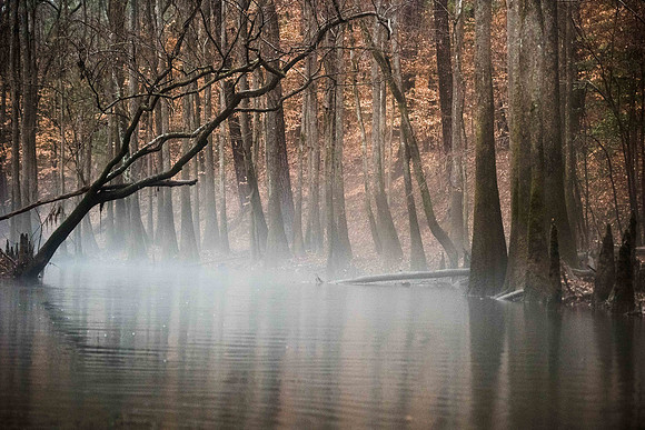 Congaree National Park  007832