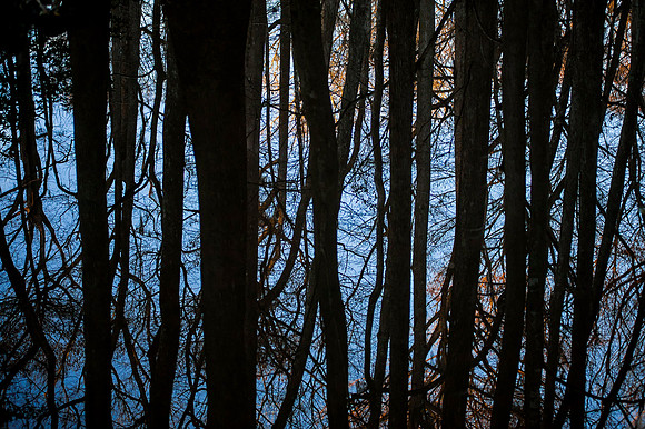 congaree-national-swamp-2013-10