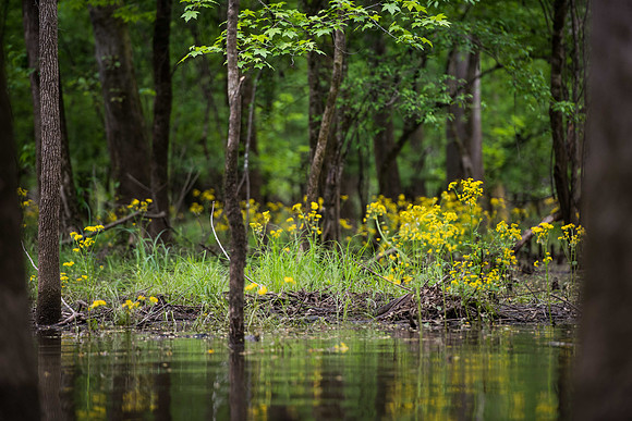 kayaking the congaree national forest cedar creek 019246