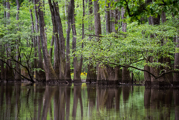 kayaking the congaree national forest cedar creek 019310