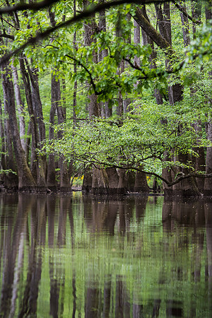 kayaking the congaree national forest cedar creek 019319