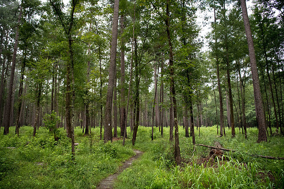 congaree national forest photos 2350