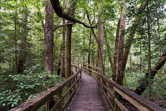 congaree national forest photos 2414