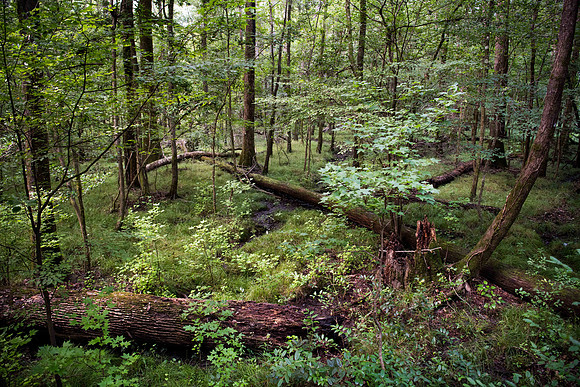 congaree national forest photos 2454