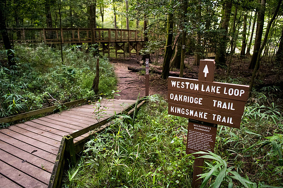 congaree national forest photos 2483