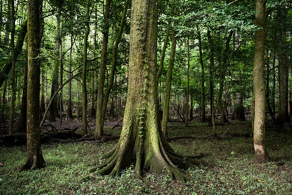congaree national forest photos 2495