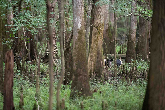 congaree national forest photos 2538