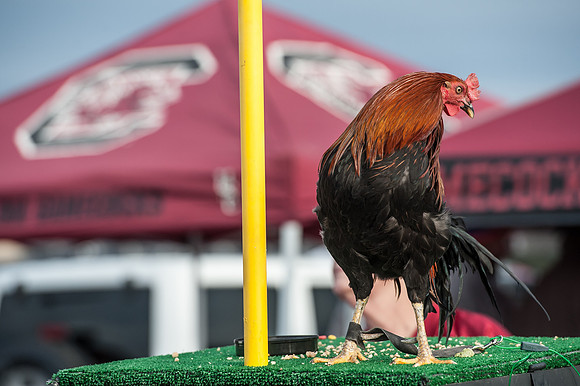 South Carolina vs. Clemson 2013