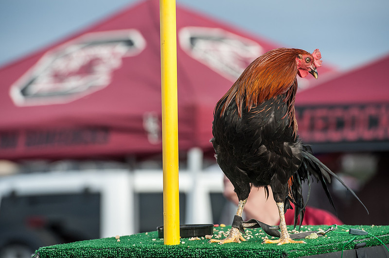 South Carolina vs. Clemson 2013