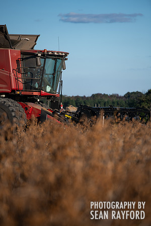 soy beans 00005