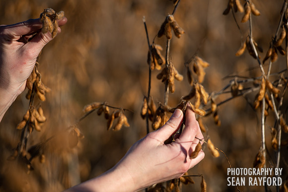 soy beans 00008