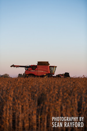 soy beans 00016