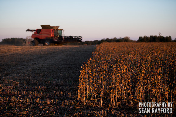 soy beans 00015