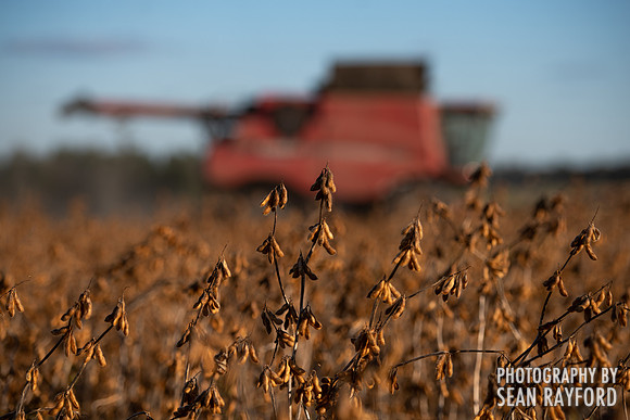 soy beans 00007