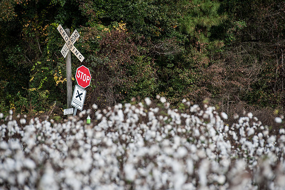Cotton - South Carolina