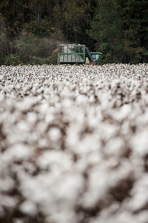 Cotton - South Carolina