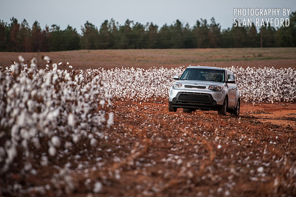 Cotton - South Carolina