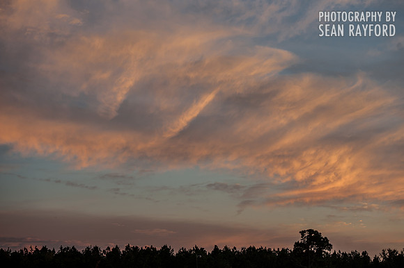 Cotton - South Carolina
