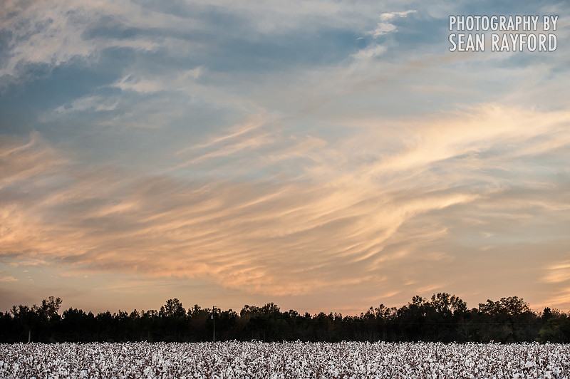 South Carolina Cotton Photos