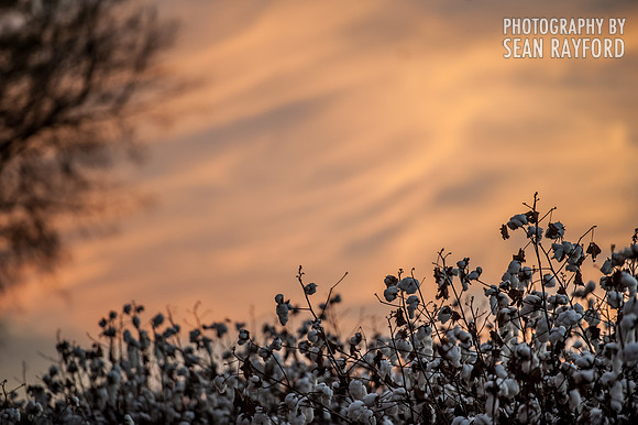 Cotton - South Carolina