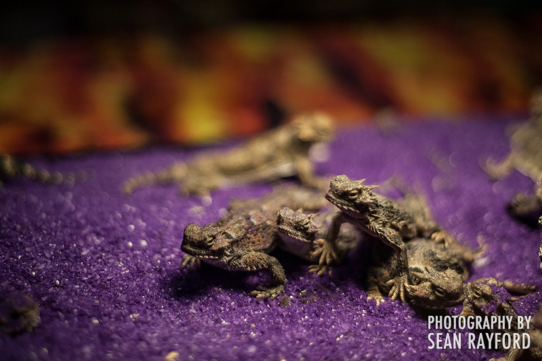 Repticon Columbia SC Photographer