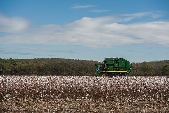 Cotton - South Carolina