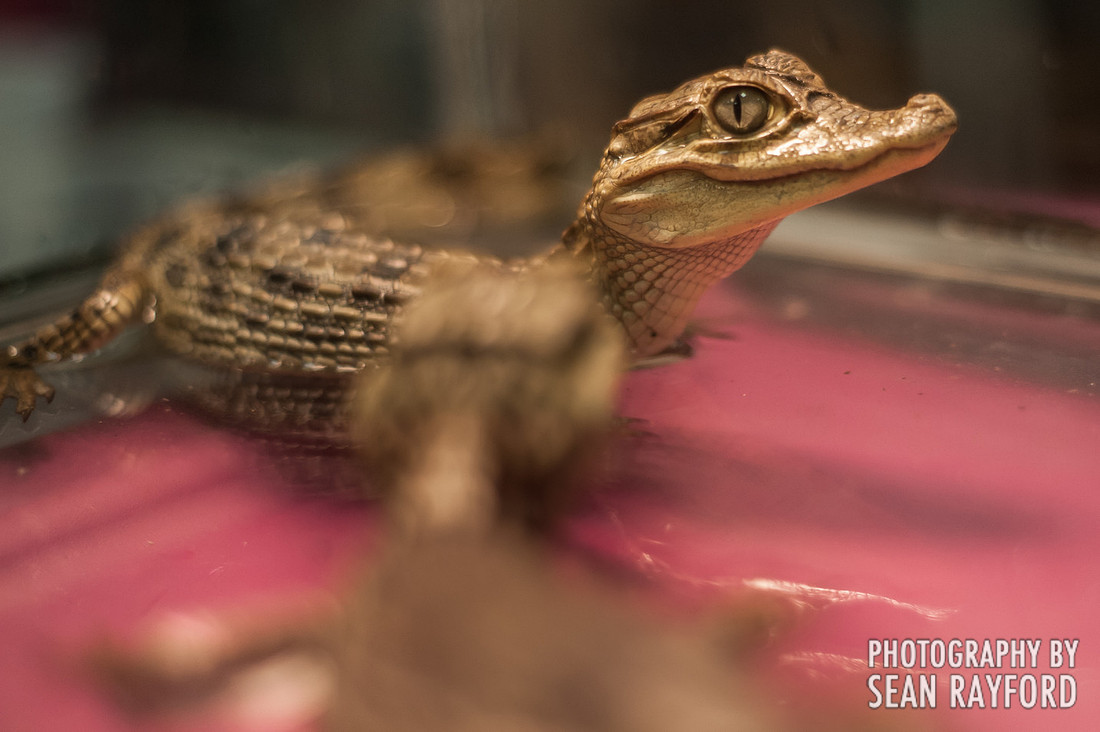 Repticon Columbia SC Photographer