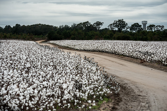 Cotton - South Carolina