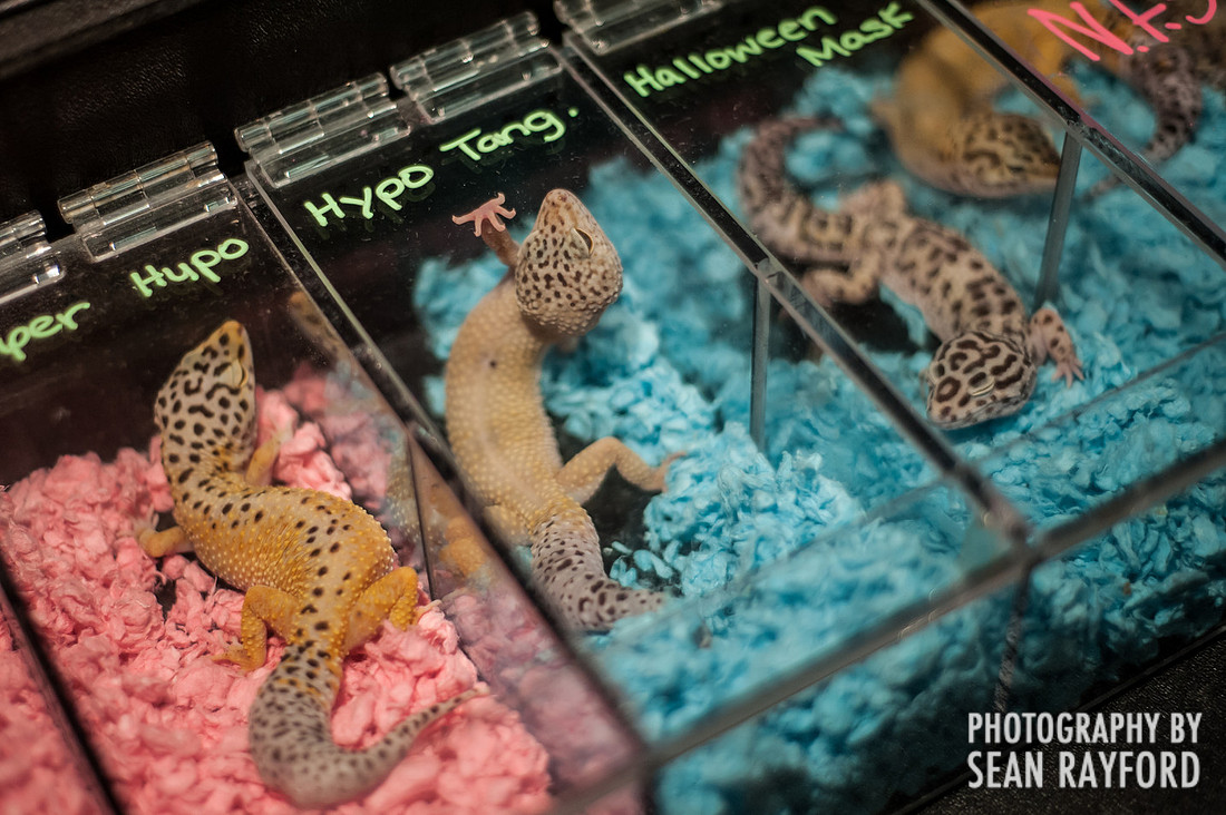 Repticon Columbia SC Photographer
