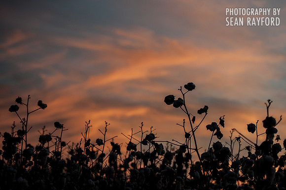 Cotton - South Carolina