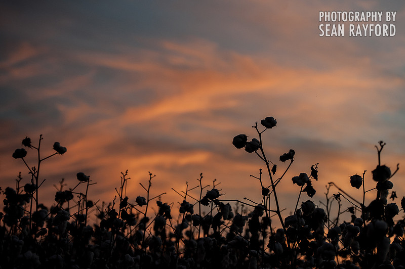 South Carolina Cotton Photos