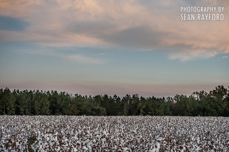 South Carolina Cotton Photos