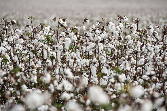 Cotton - South Carolina