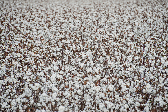 Cotton - South Carolina