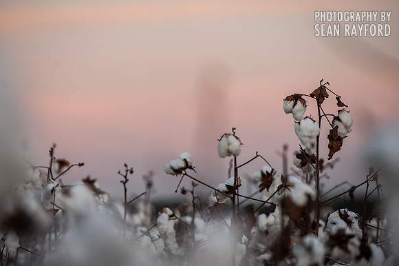 Cotton - South Carolina