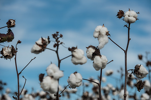 Cotton - South Carolina
